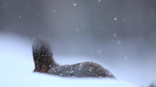 松鼠冬季大雪中觅食视频的预览图