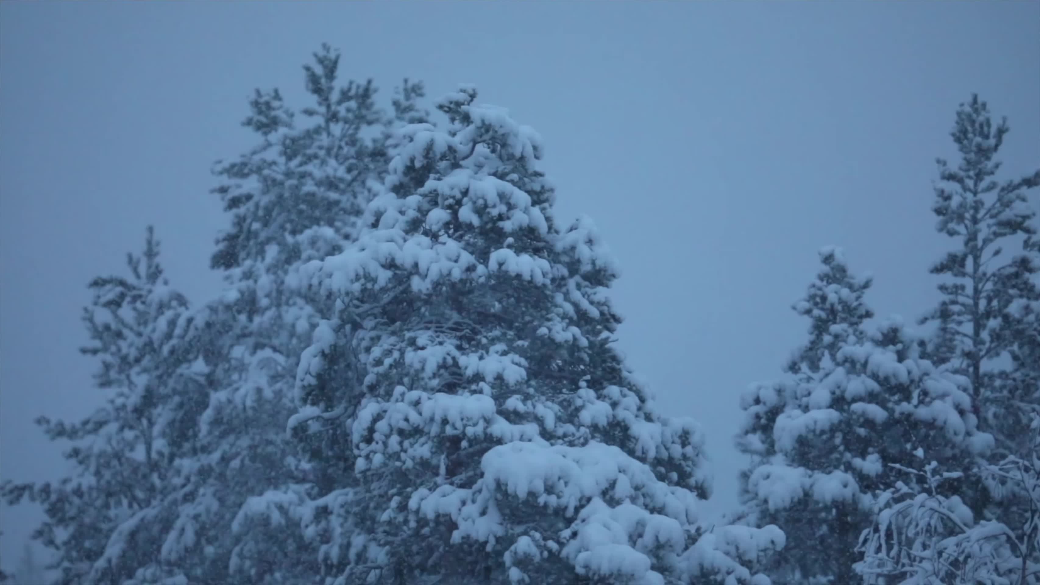 寒冷冬季森林暴雪大雪雪花视频的预览图