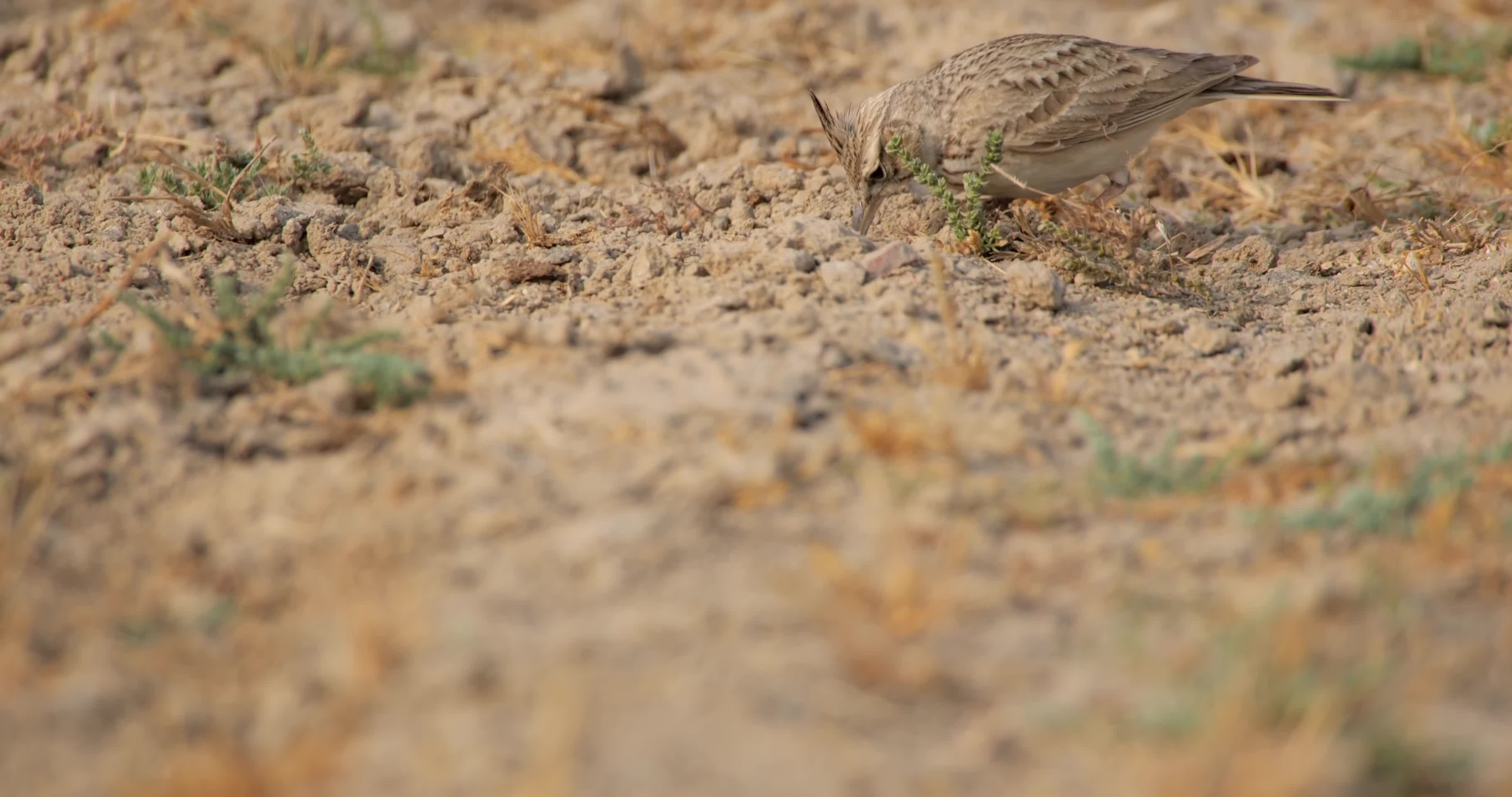 湿地野外小鸟觅食视频的预览图