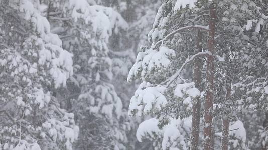 冬季大雪森林雾凇雪松唯美雪景视频的预览图