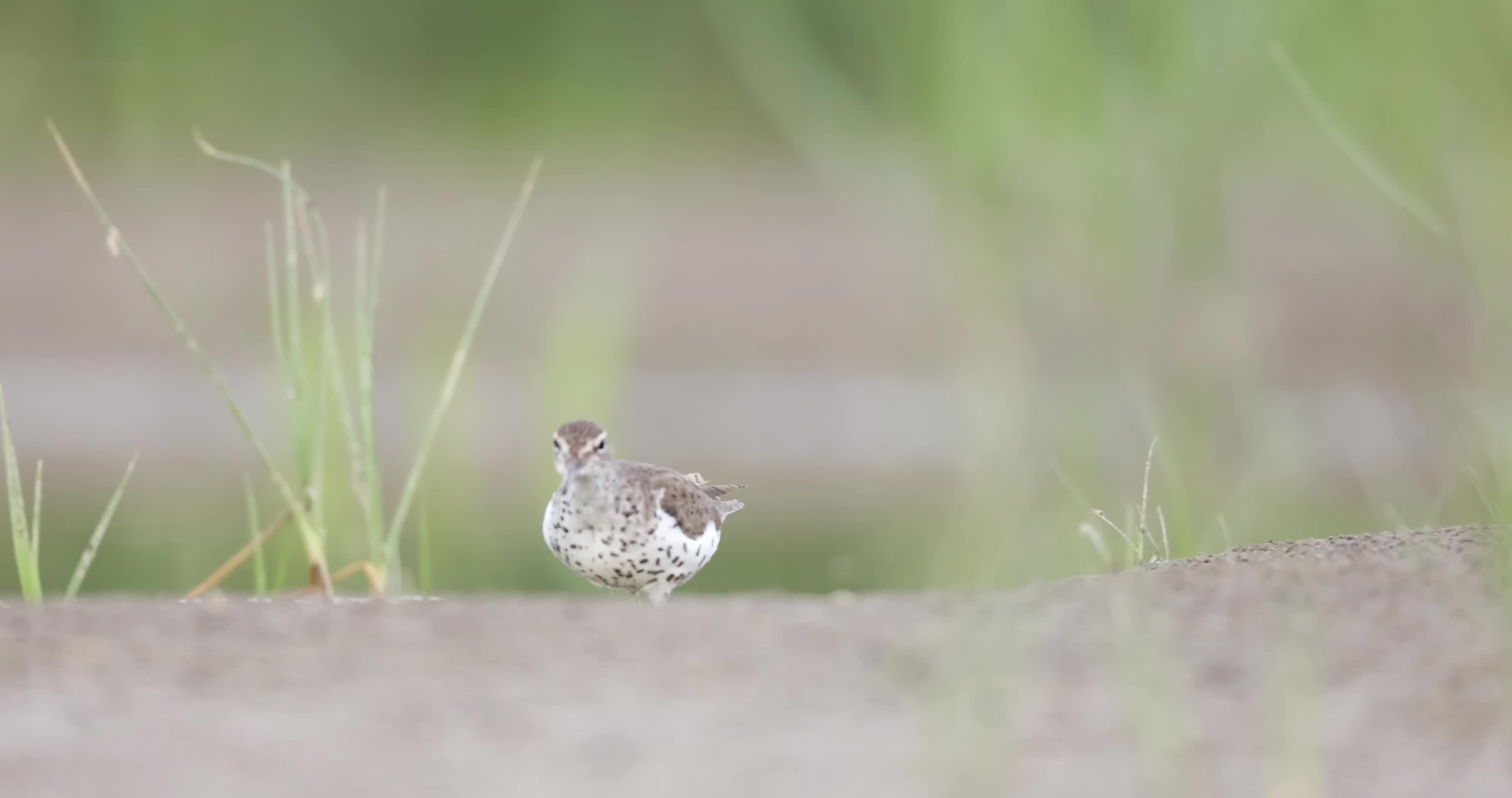 湿地滩涂小鸟觅食视频的预览图
