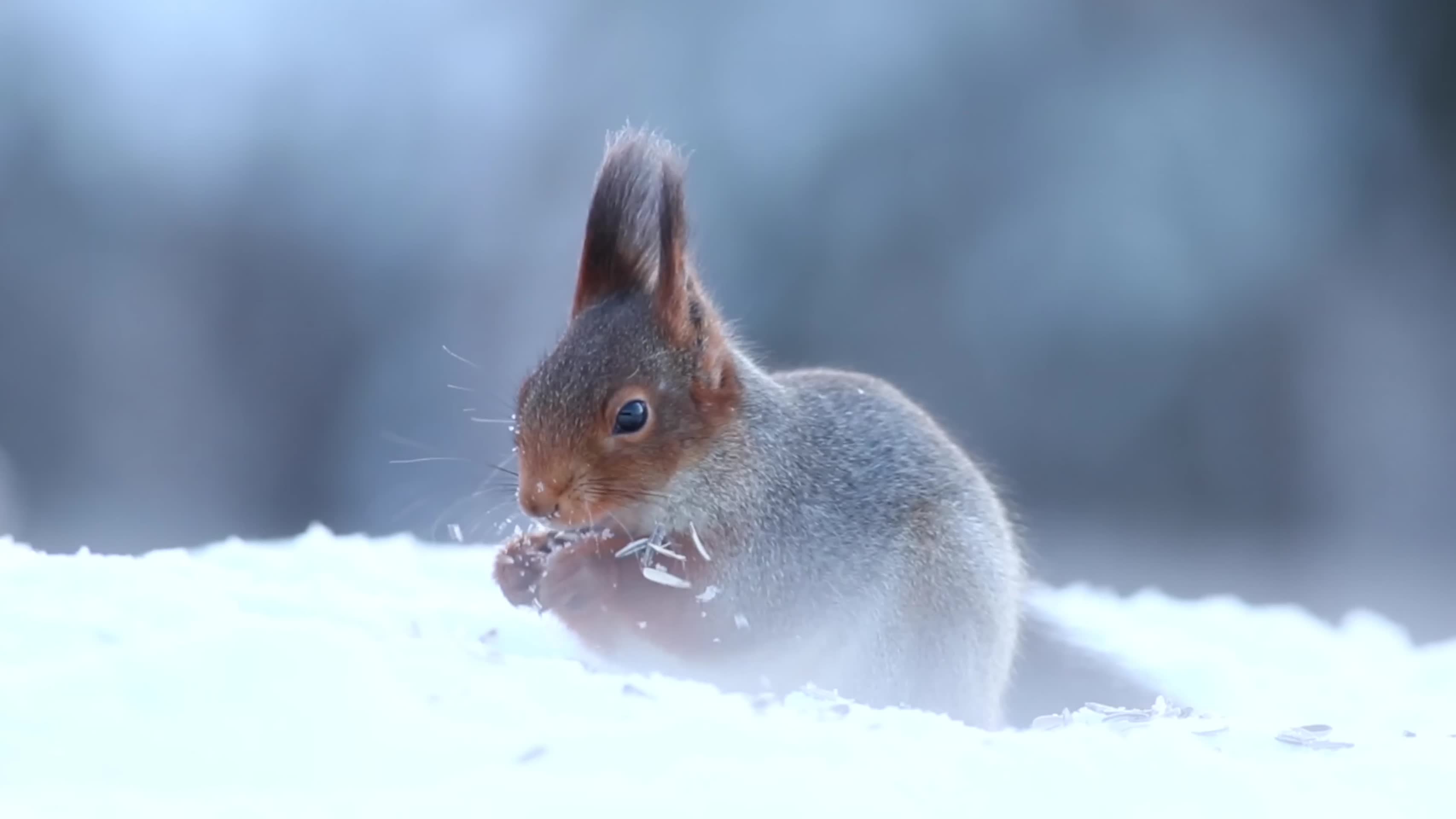 松鼠冬季森林大雪中觅食视频的预览图
