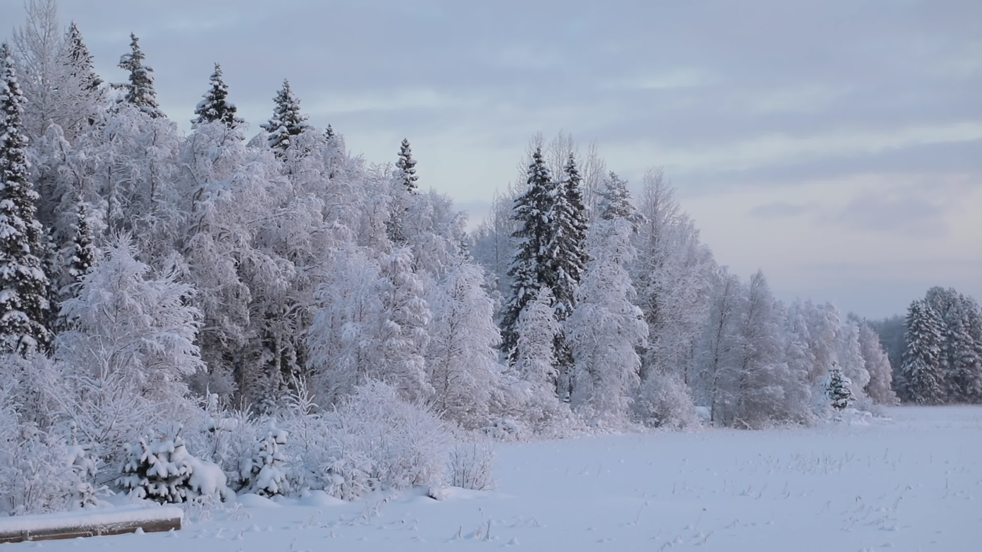 冬季大雪森林傍晚夕阳唯美风景视频的预览图