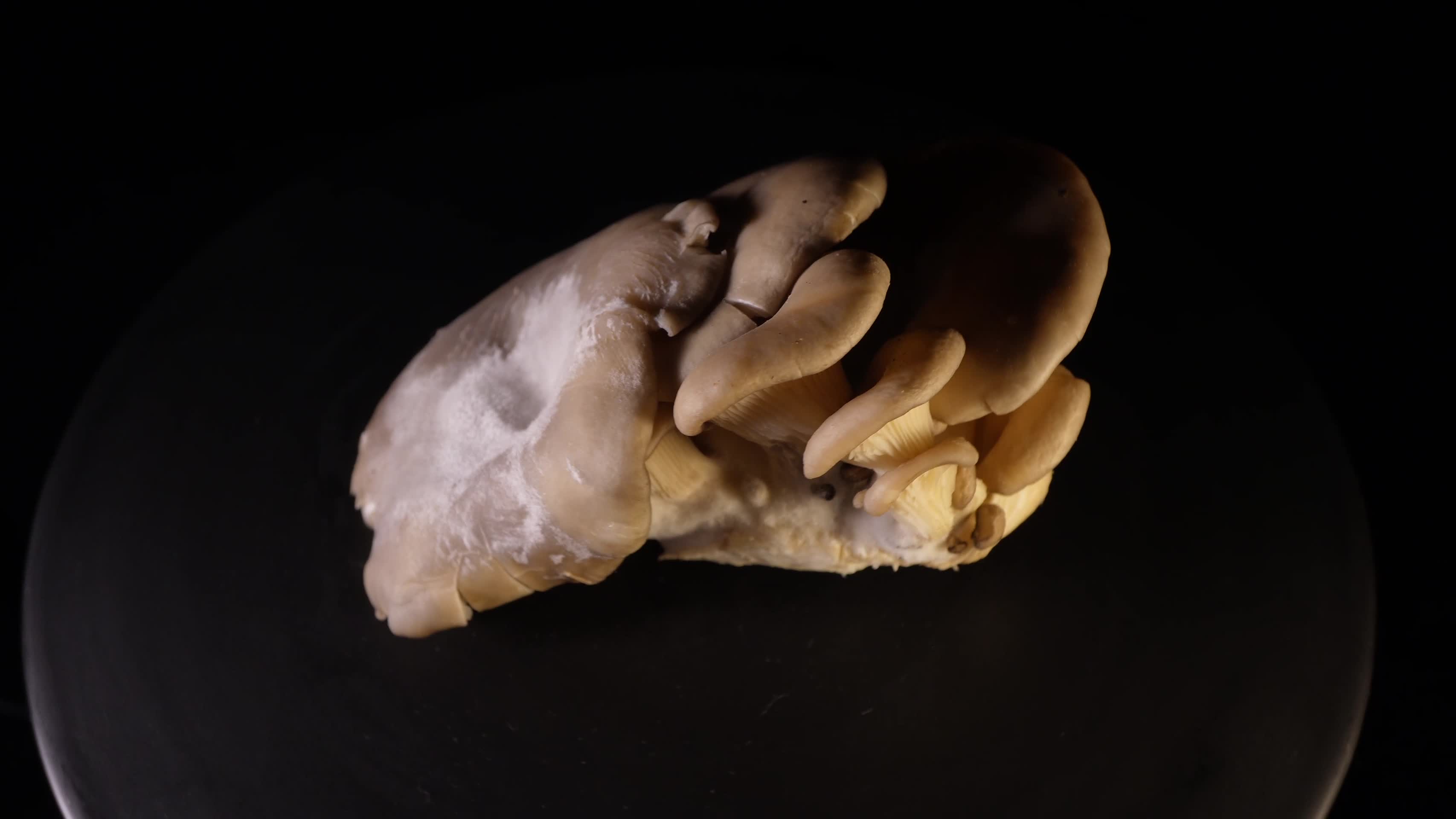 平菇蘑菇食用菌视频的预览图