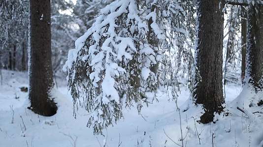 冬季森林大雪积雪松树视频的预览图