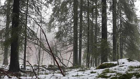 冬季森林积雪唯美雪景视频的预览图