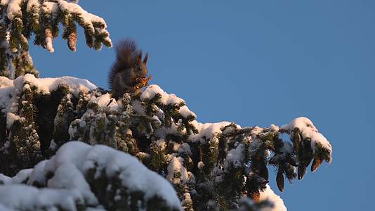 松鼠冬季大雪松树上摘松果觅食过冬视频的预览图