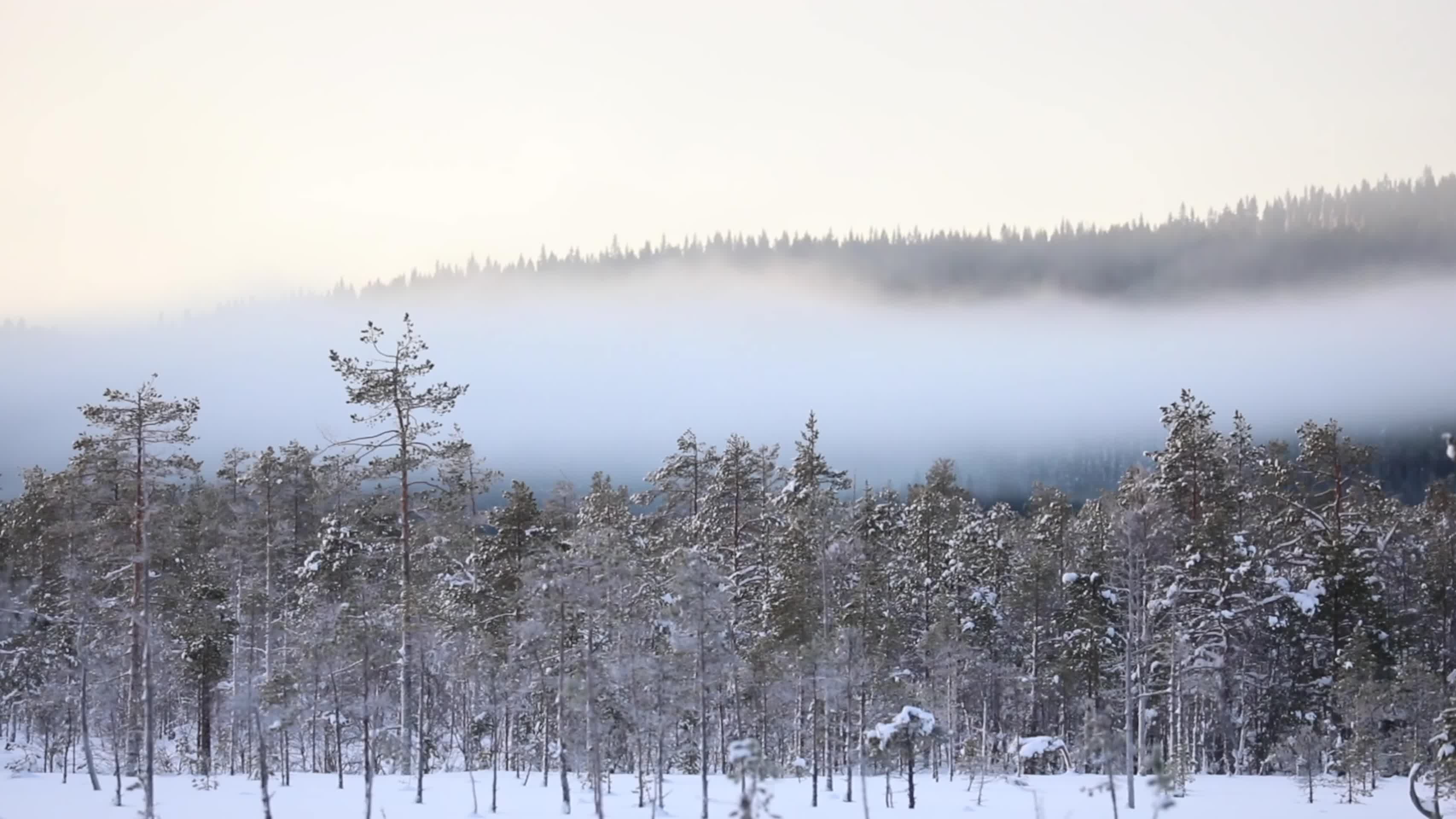 冬季森林日出晨雾唯美影视级视觉视频的预览图