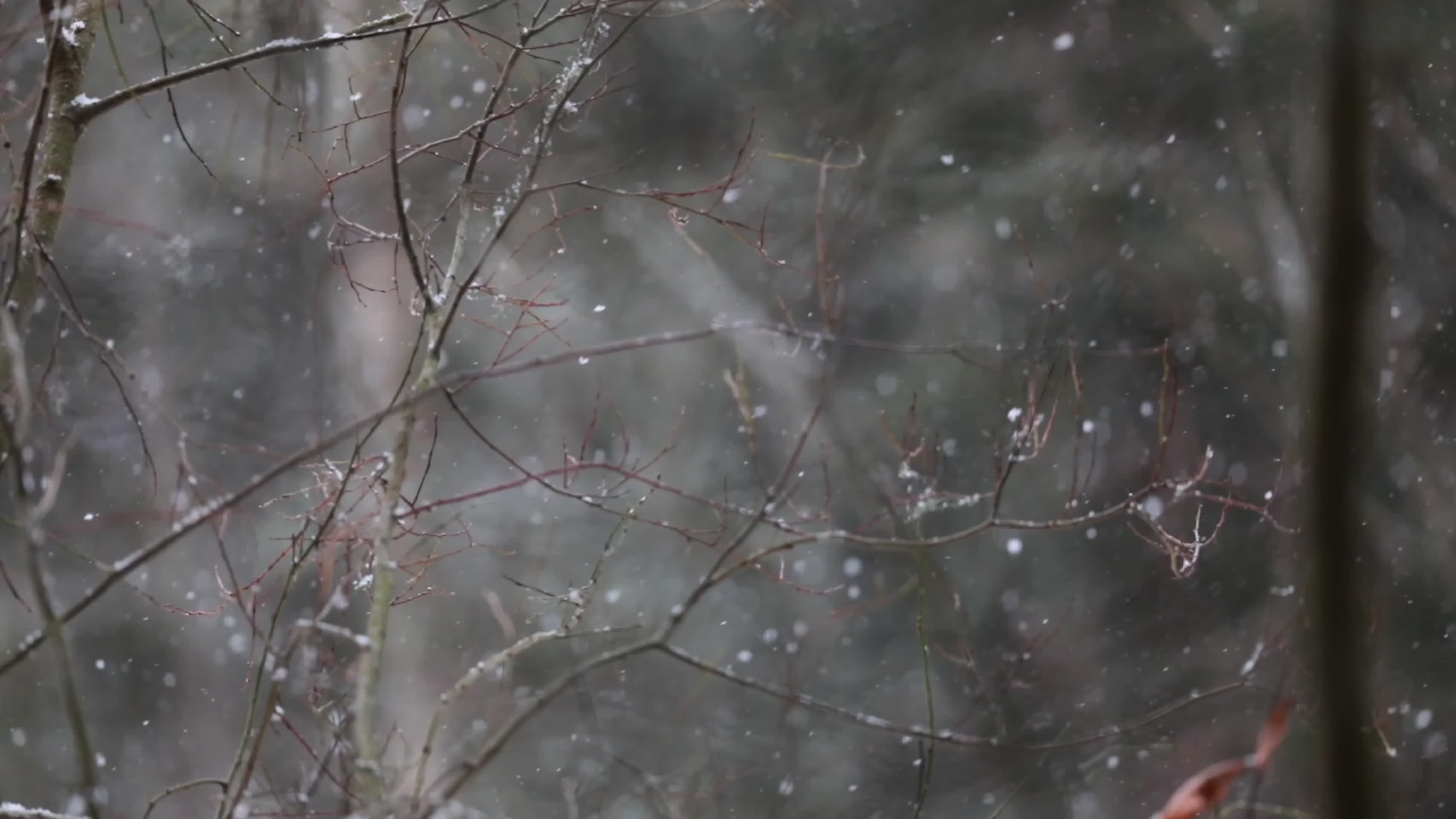 冬季森林雪花飘雪唯美慢镜头视频的预览图