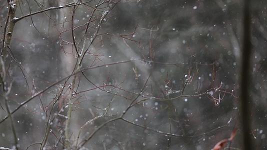 冬季森林雪花飘雪唯美慢镜头视频的预览图