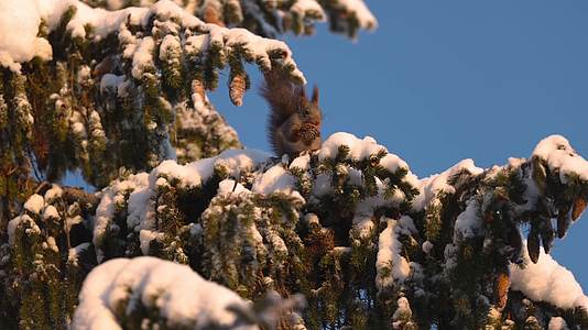 松鼠冬季大雪松树上摘松果觅食过冬视频的预览图