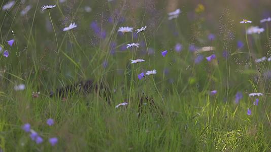 春季松鼠草地觅食唯美风景视频的预览图