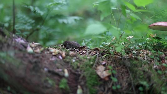 原始森林中小老鼠觅食视频的预览图