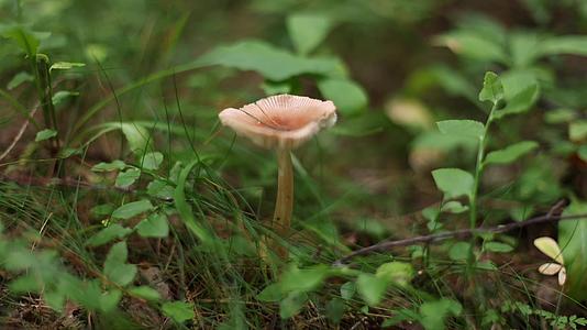 森林中野生蘑菇特写视频的预览图