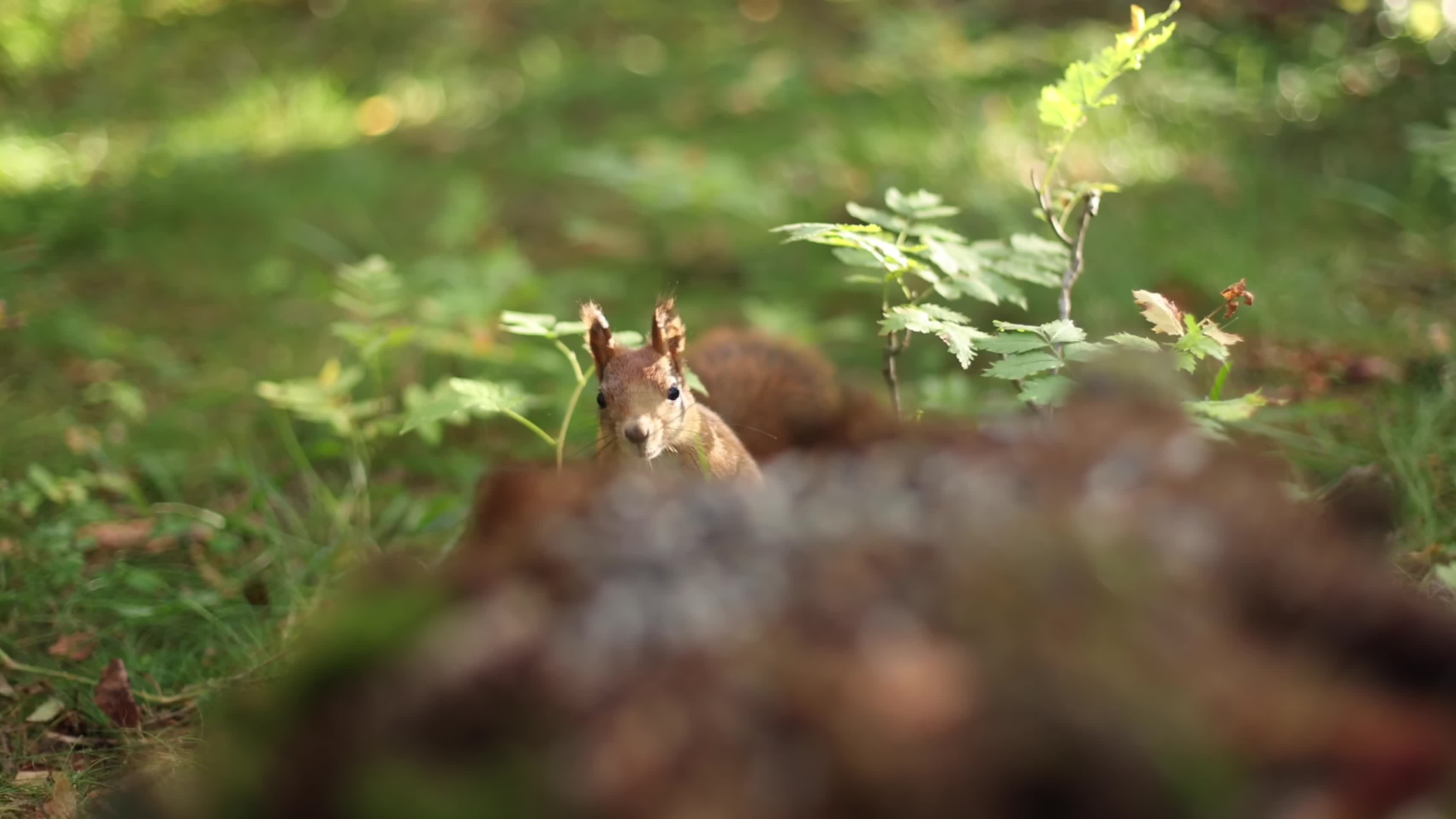 可爱松鼠森林中觅食唯美特写视频的预览图