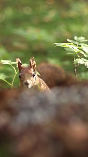 可爱松鼠森林中觅食唯美特写视频的预览图