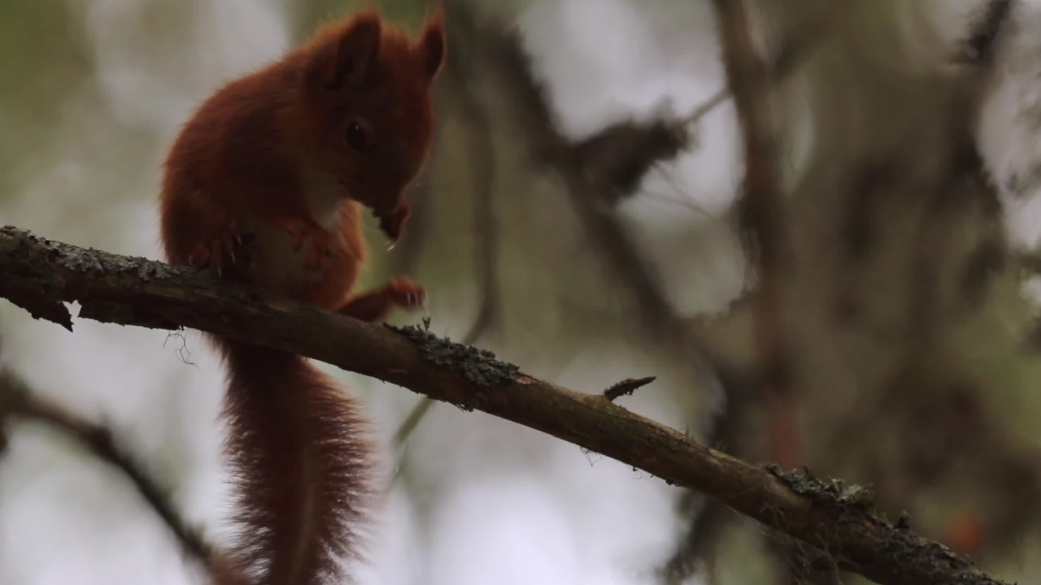 可爱松鼠森林松树中玩耍觅食视频的预览图