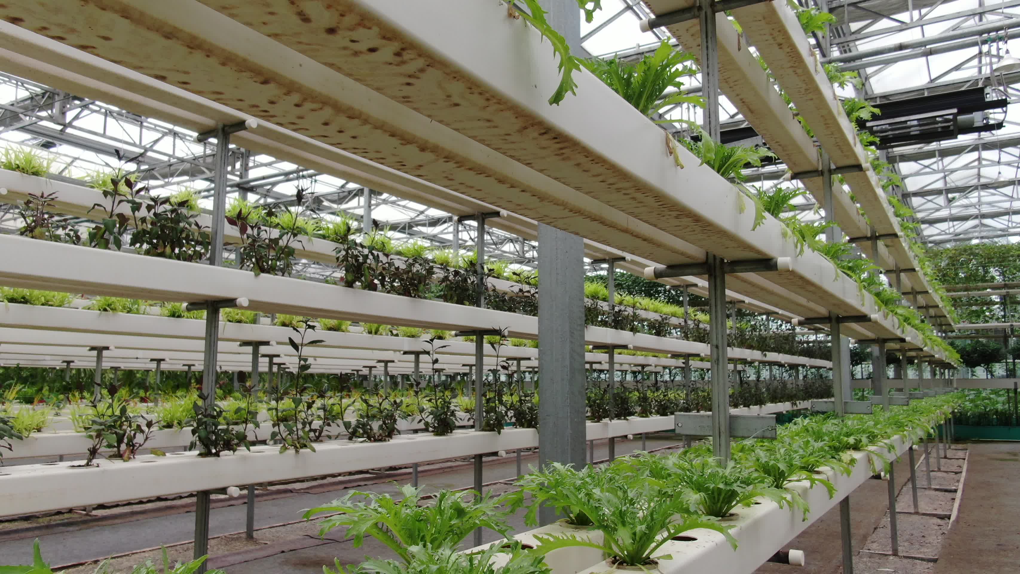 现代农业种植大棚有机蔬菜视频的预览图