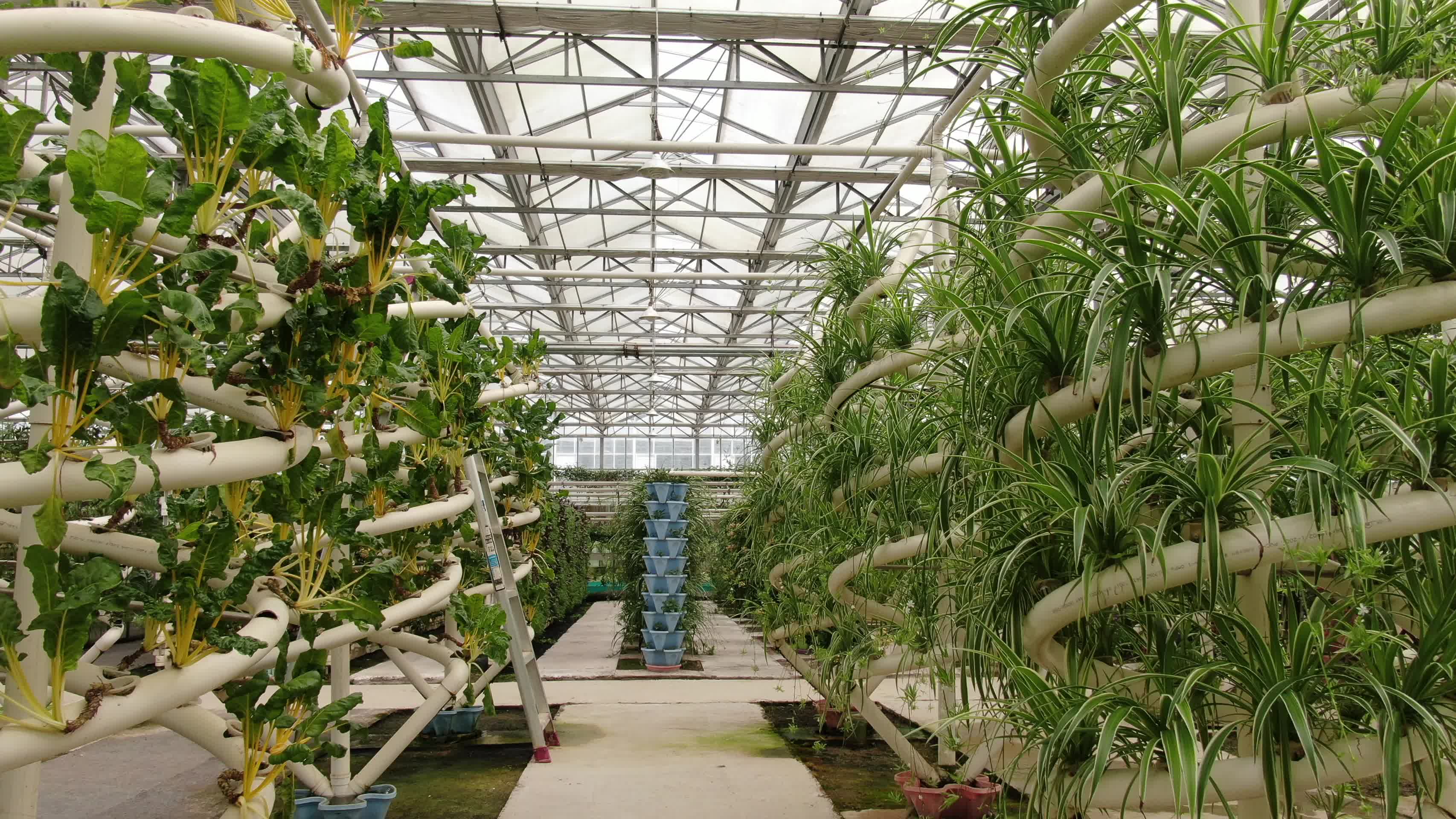 现代农业种植大棚有机蔬菜视频的预览图