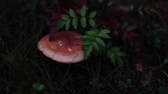 秋季森林中野生蘑菇视频的预览图