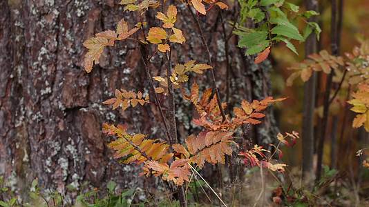 秋季森林黄叶红叶唯美合集视频的预览图