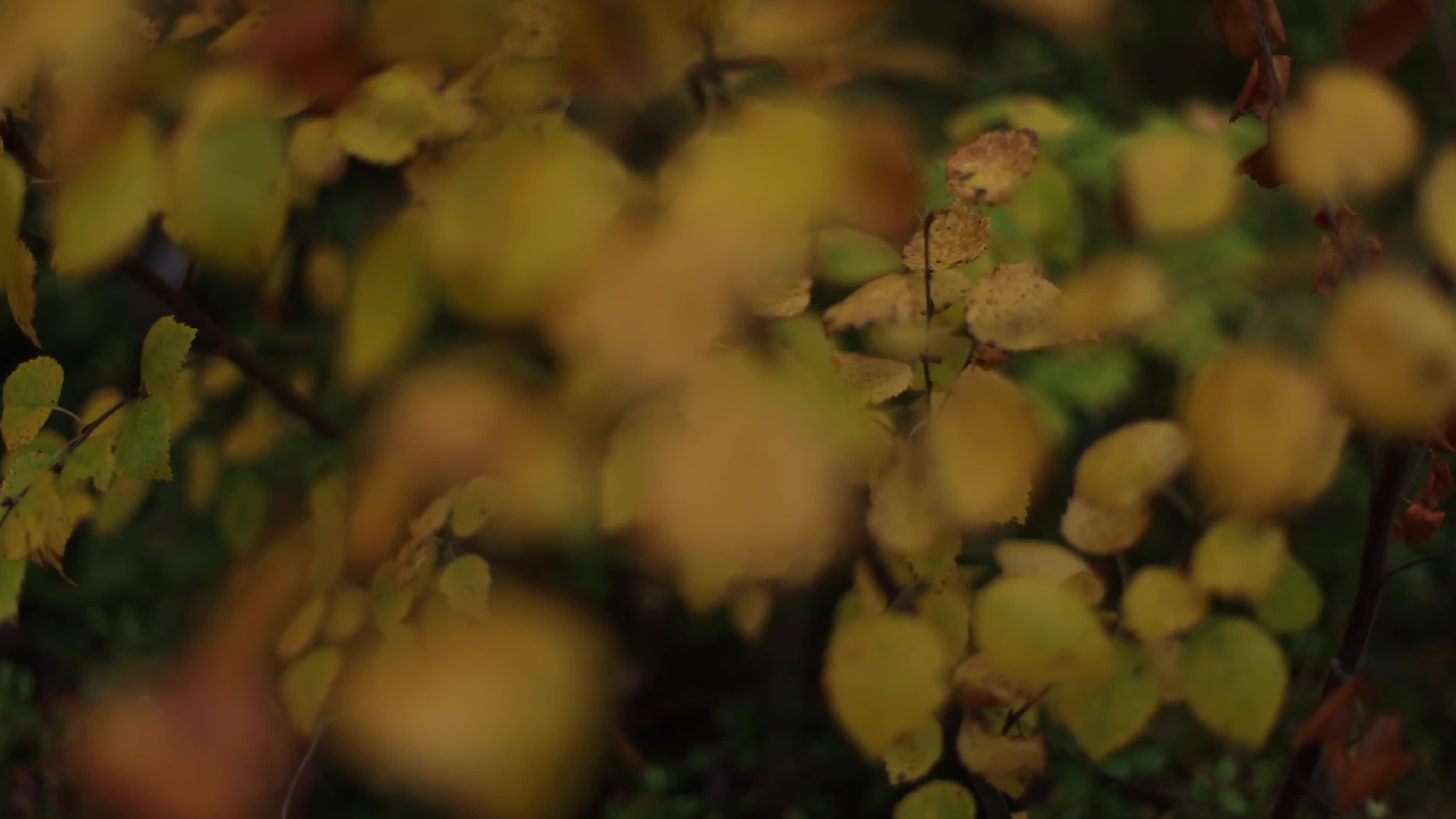秋季森林黄叶红叶唯美合集视频的预览图
