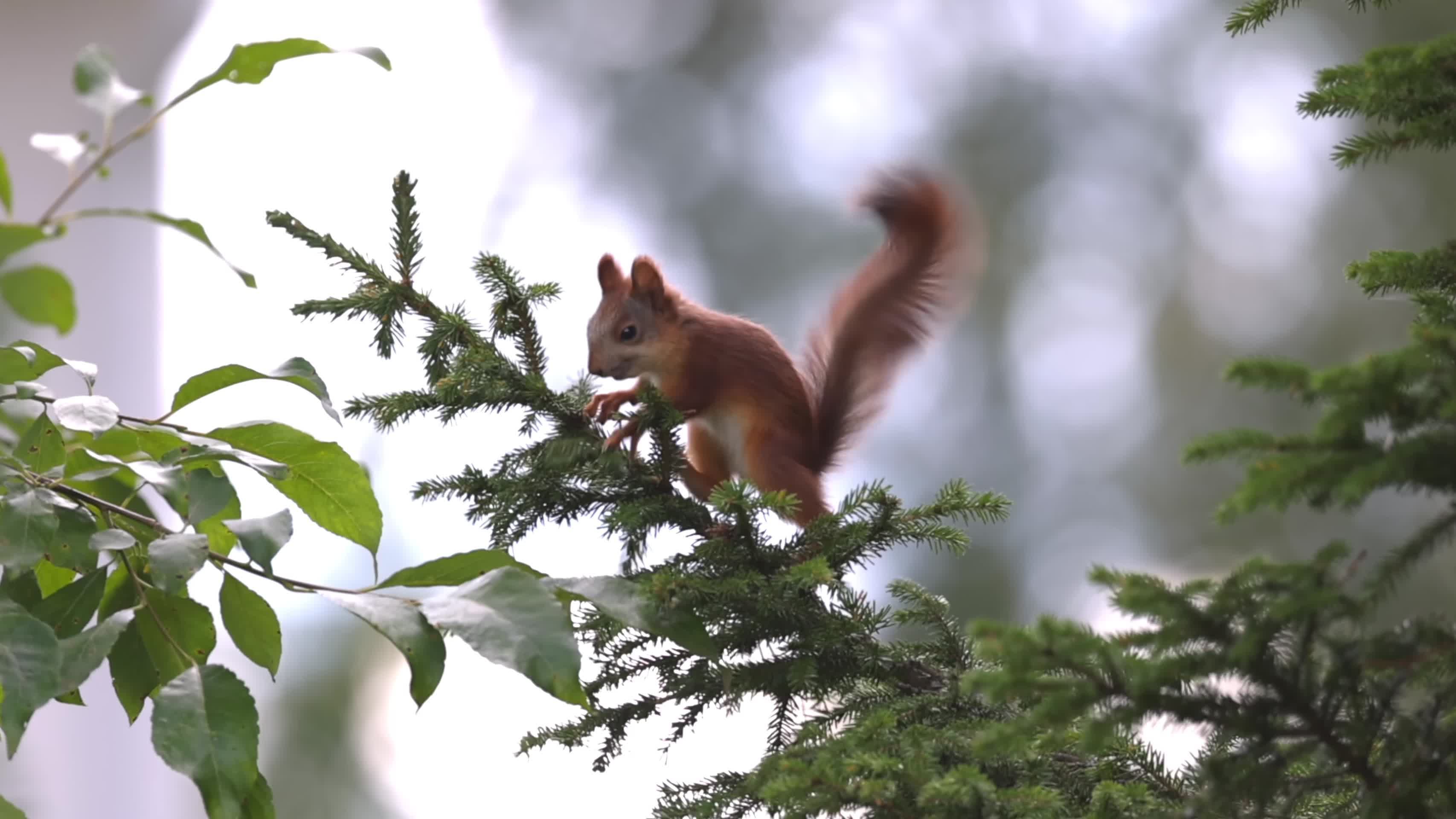 可爱松鼠在森林松枝上视频的预览图