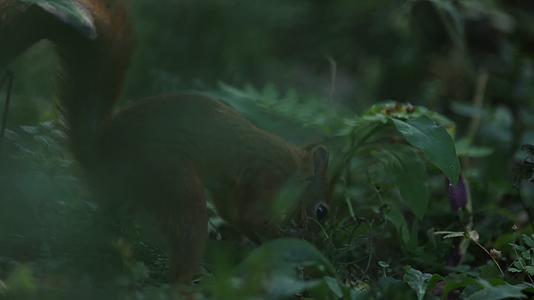 夏季松鼠森林中玩耍唯美合集视频的预览图