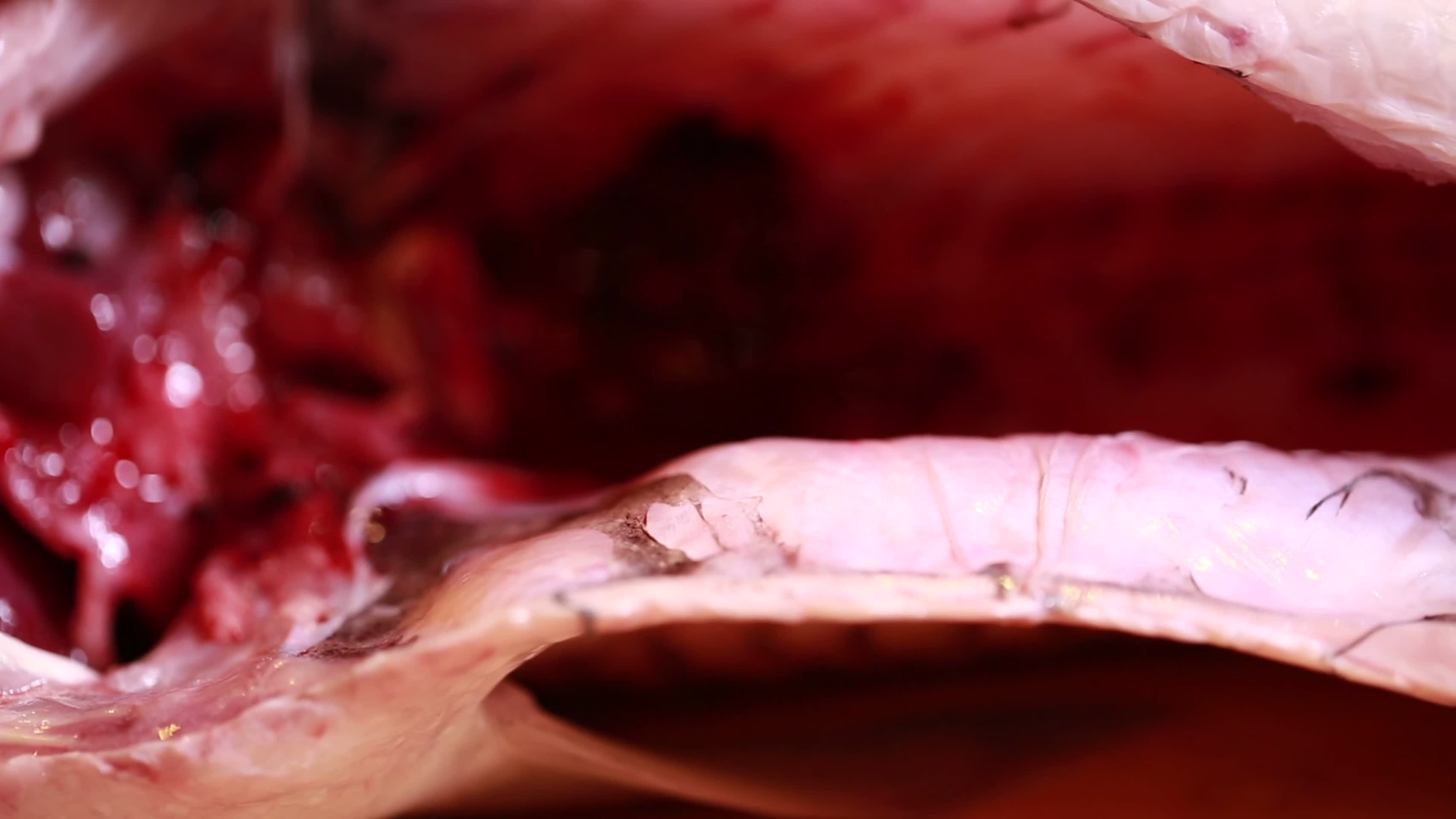草鱼腹腔刮去黏膜血渍视频的预览图