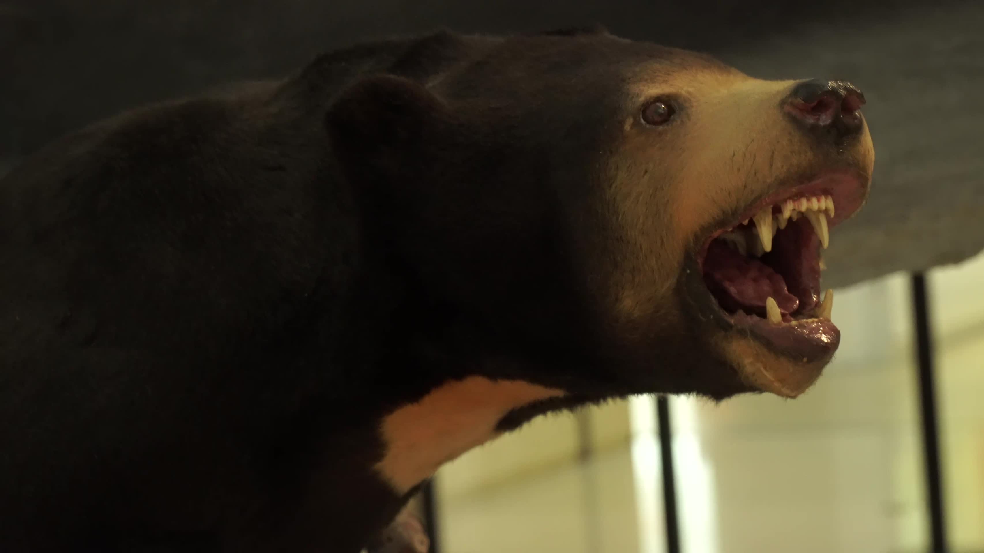 黑熊棕熊狗熊模型标本视频的预览图