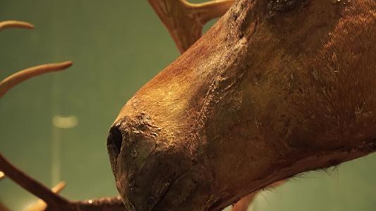 偶蹄动物山羊鹿骡子马驴标本视频的预览图
