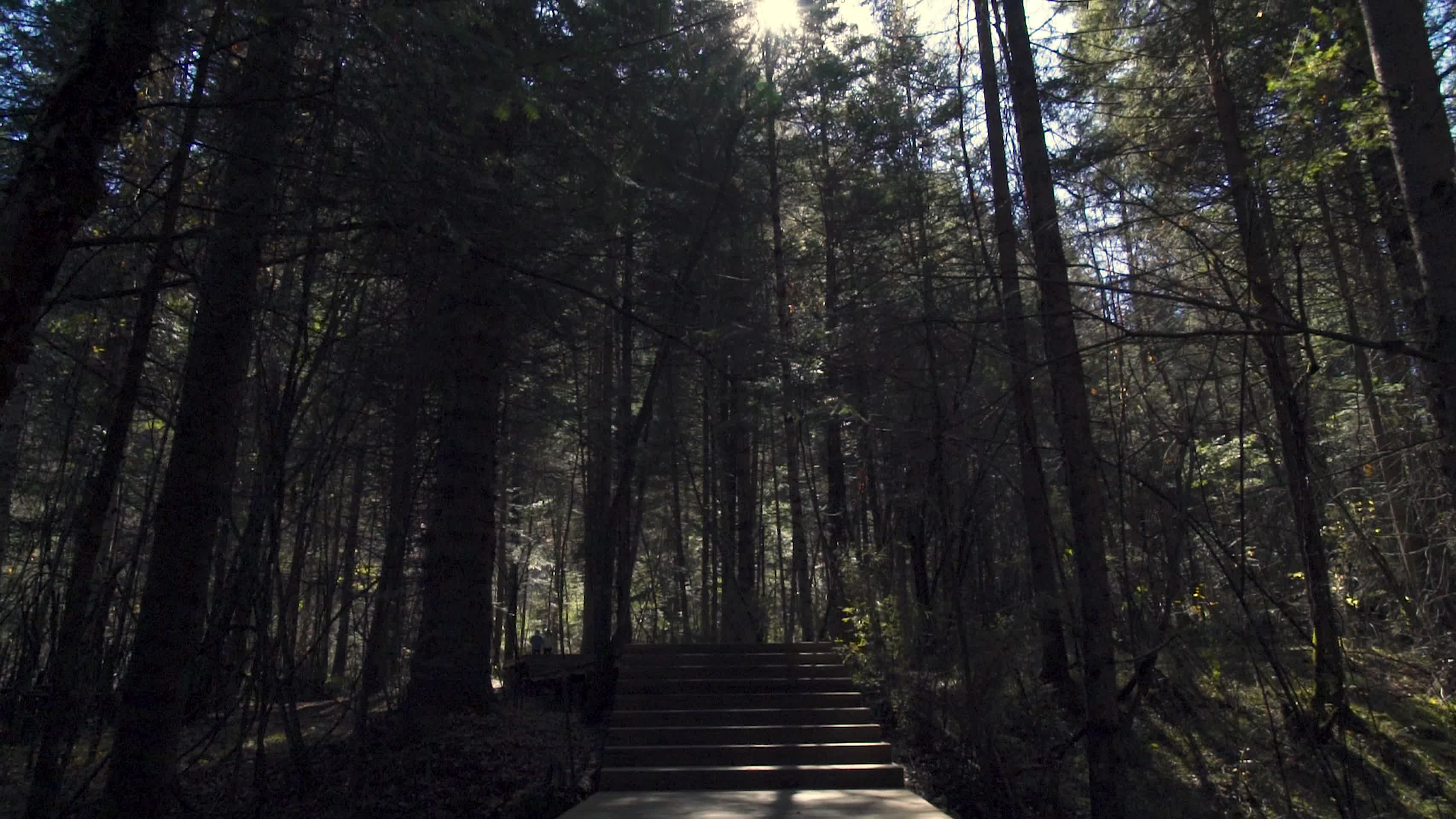 森林透过树林天然氧吧视频的预览图