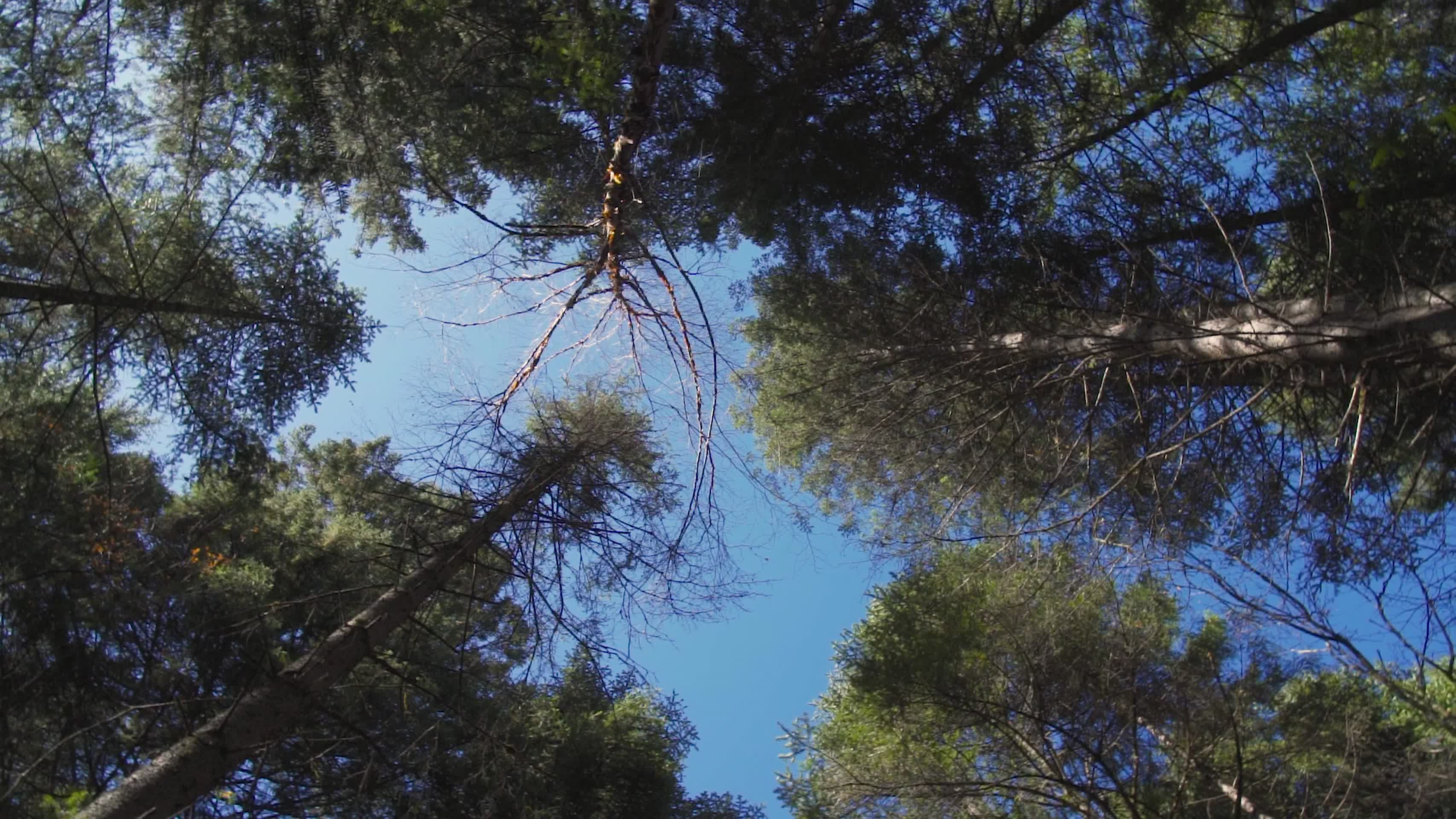 仰望森林中树干伸向天空视频的预览图