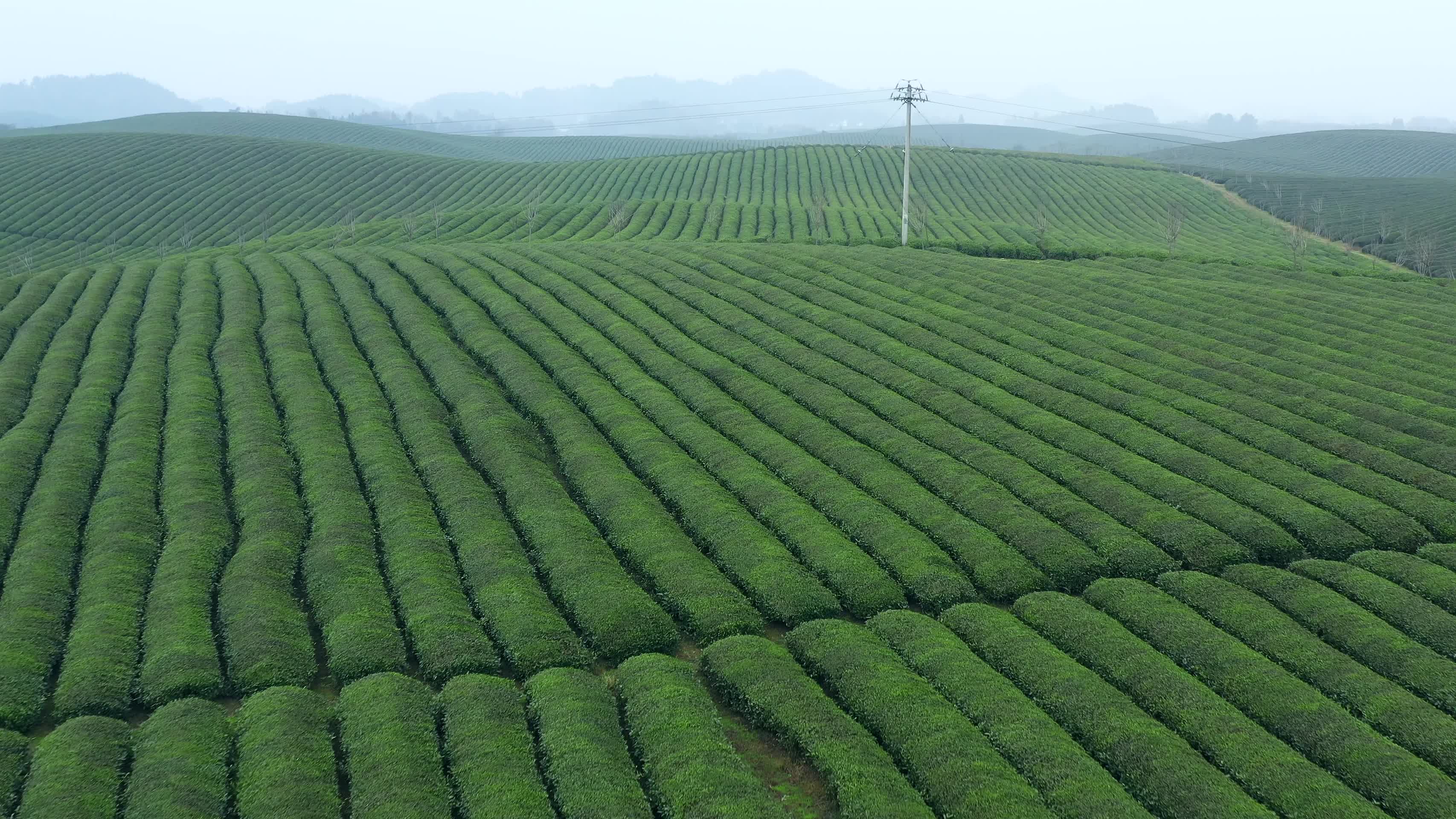 航拍贵州湄潭茶海茶山视频的预览图
