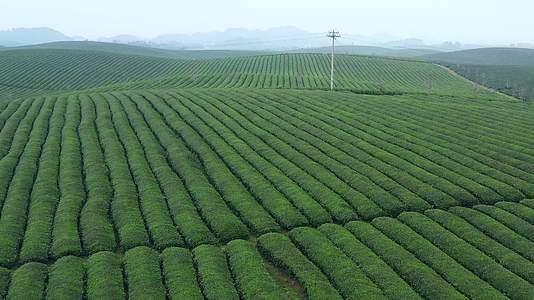 航拍贵州湄潭茶海茶山视频的预览图