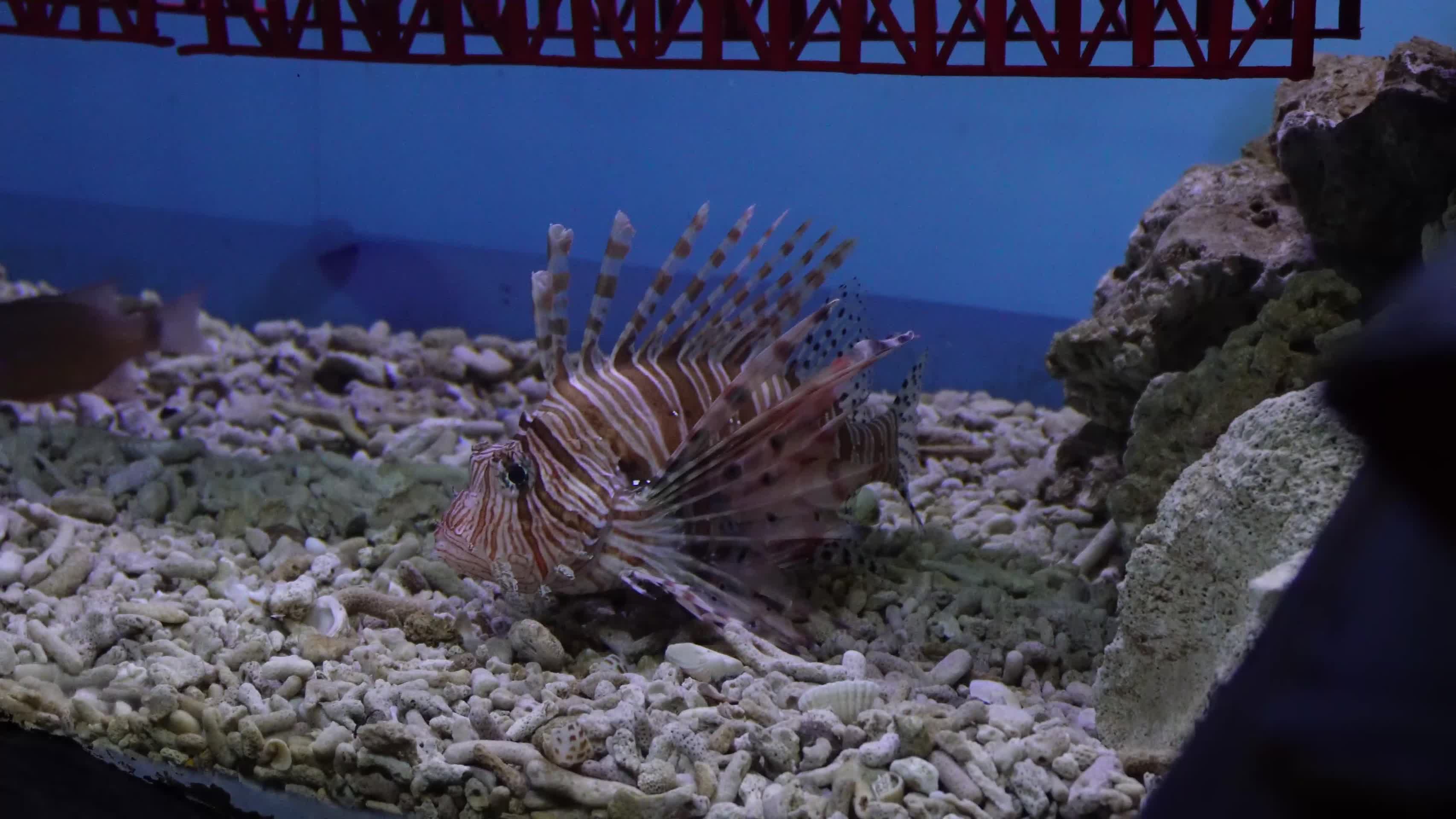 镜头合集狮子鱼观赏鱼海洋生物视频的预览图