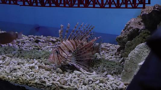 镜头合集狮子鱼观赏鱼海洋生物视频的预览图
