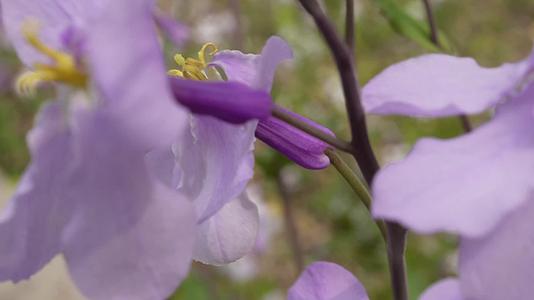 镜头合集微距野花紫色藕荷色小花朵视频的预览图