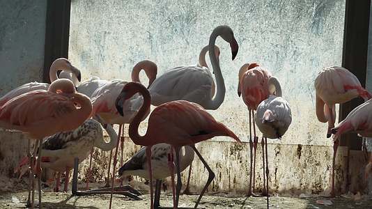 镜头合集动物园里的保护动物火烈鸟视频的预览图