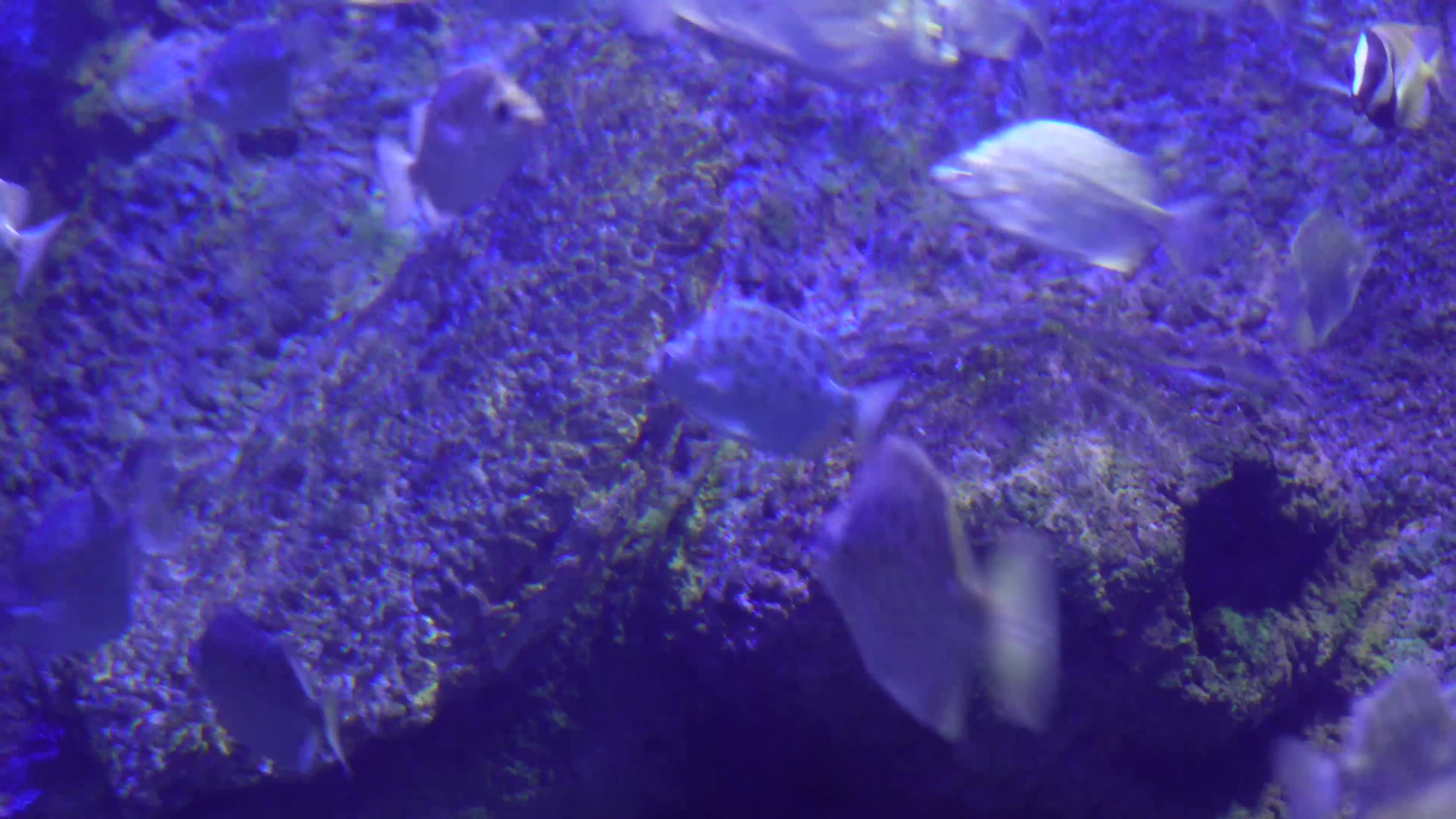 镜头合集深海鱼群小鱼水下海底世界视频的预览图