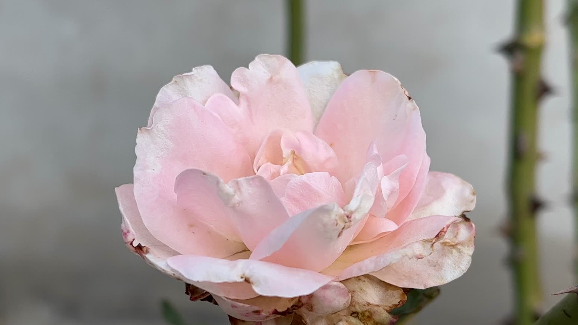 粉色唯美月季花花瓣视频的预览图