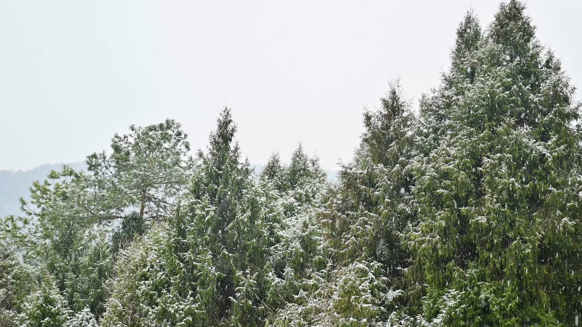 雪花缓缓飘落的飘雪场景视频的预览图