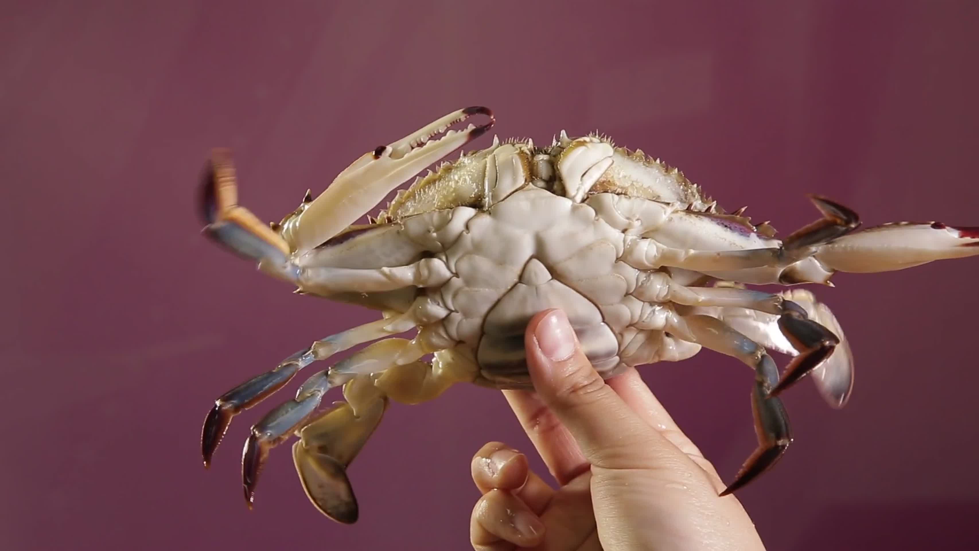 镜头合集鲜活海蟹螃蟹视频的预览图