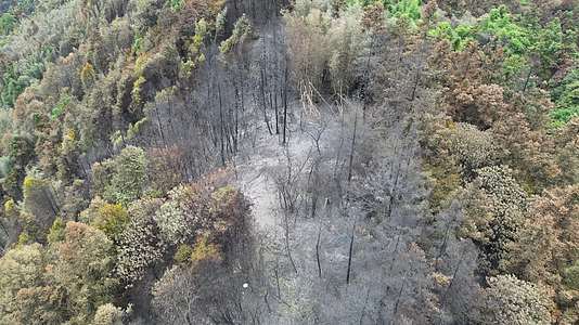 山火后的森林隔离带2022年8月重庆北碚缙云山视频的预览图