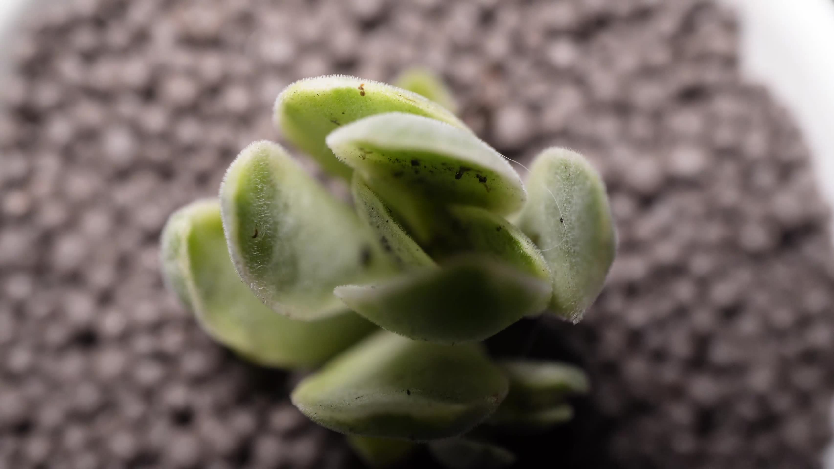 朝霞锦多肉植物盆栽绿植视频的预览图