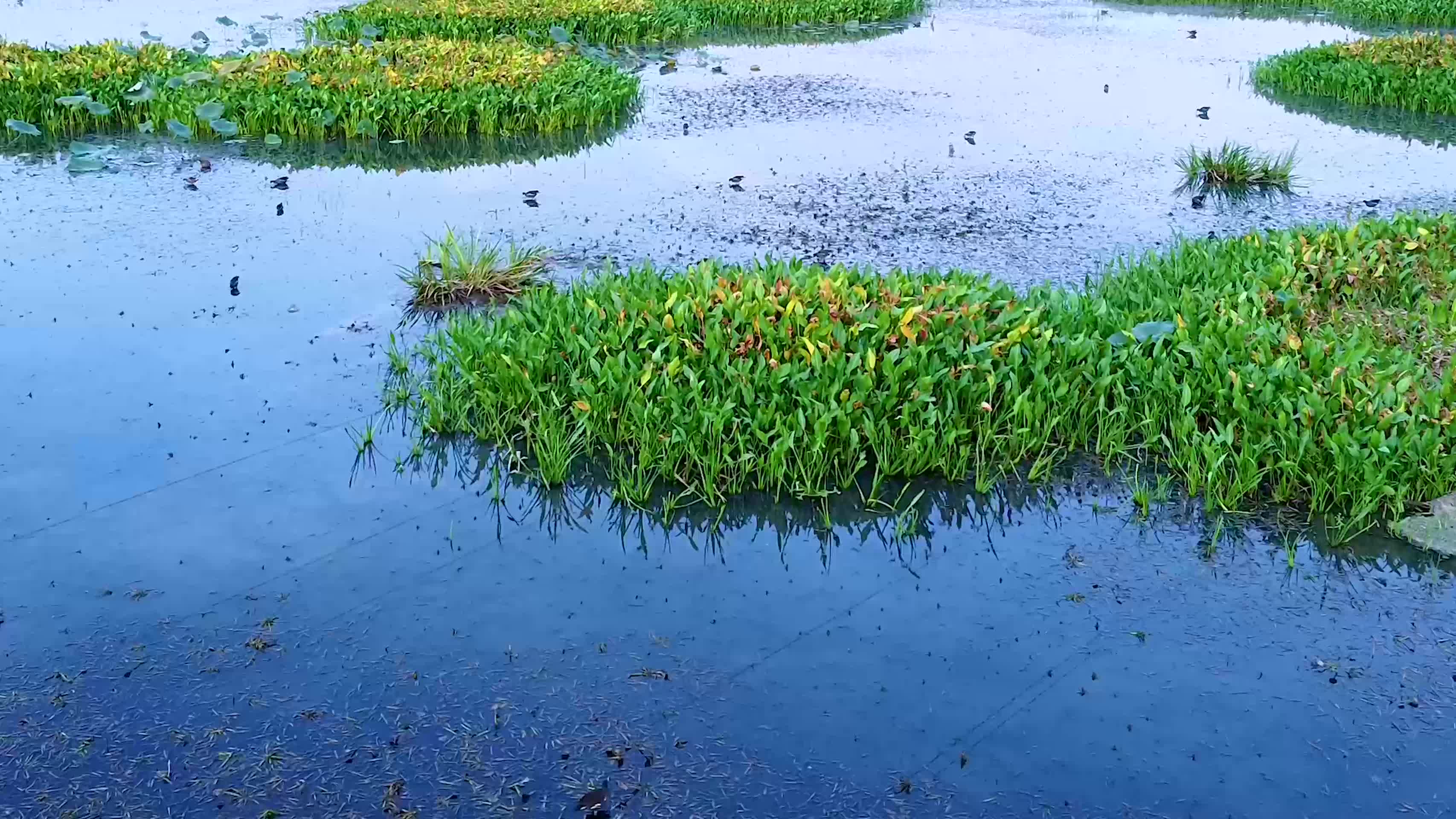 武汉杨春湖城市生态公园鸟类4K航拍视频的预览图
