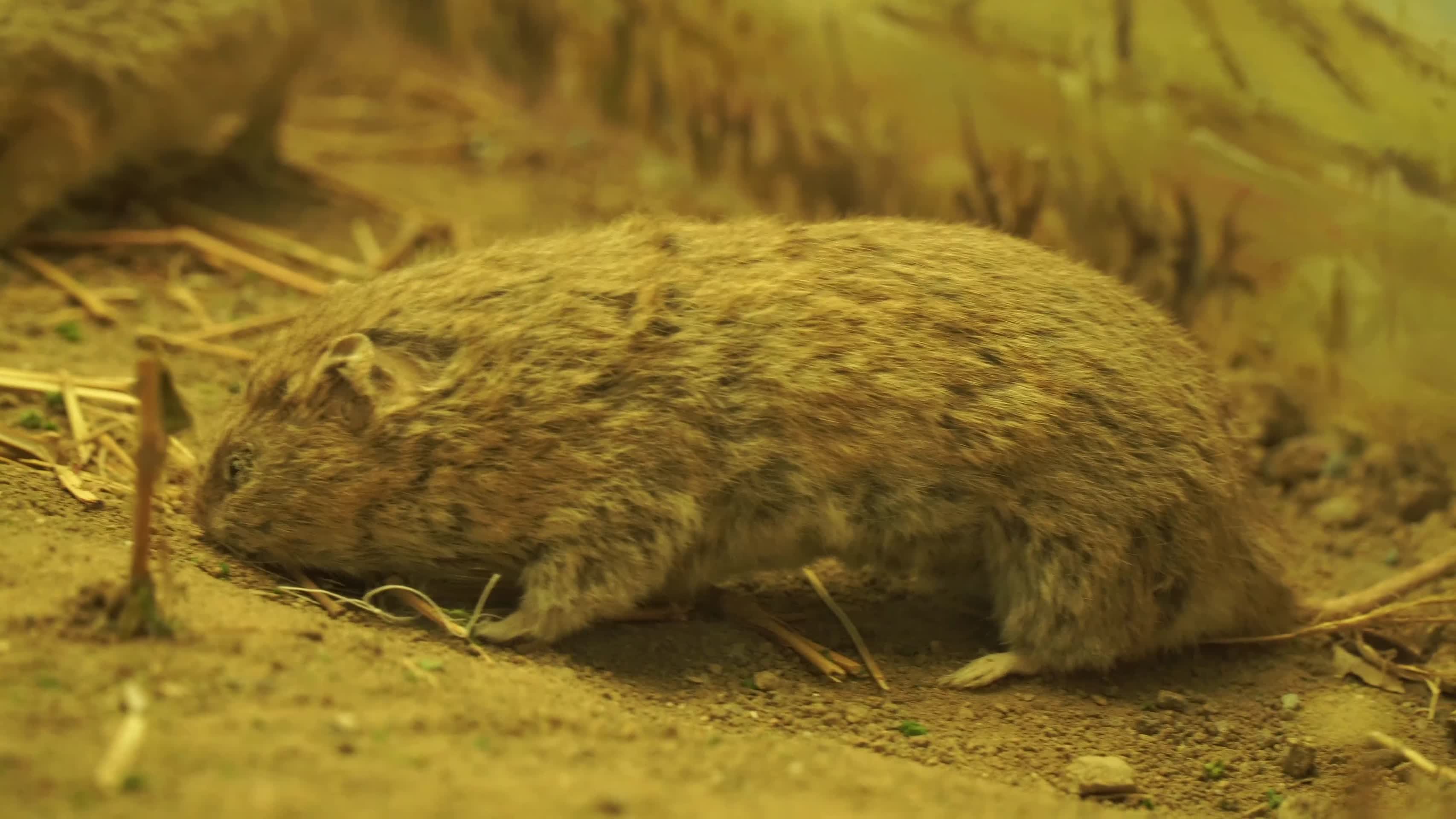 仓鼠田鼠鼹鼠老鼠鼠疫鼠害视频的预览图