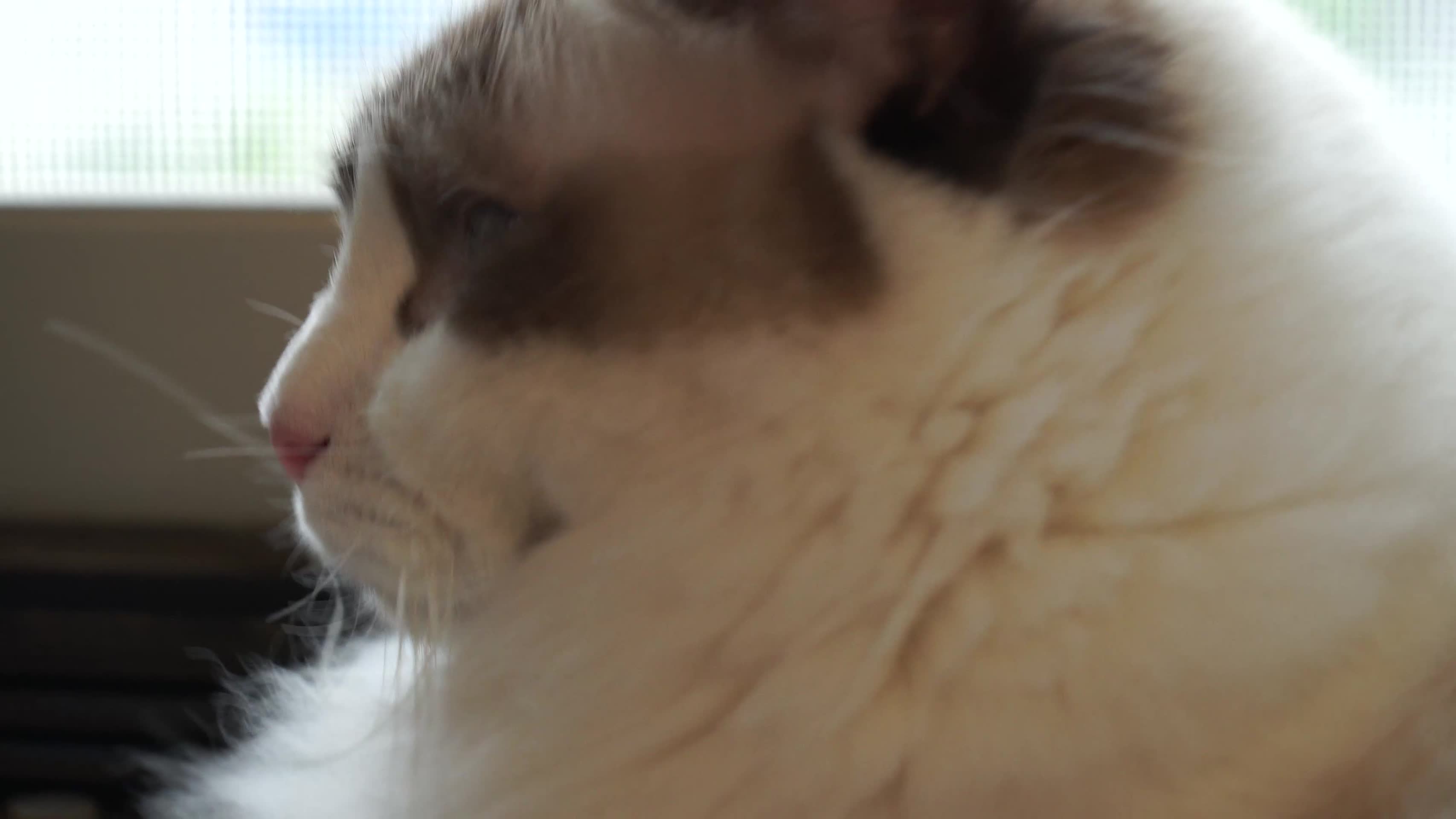 窗边的布偶猫宠物视频的预览图