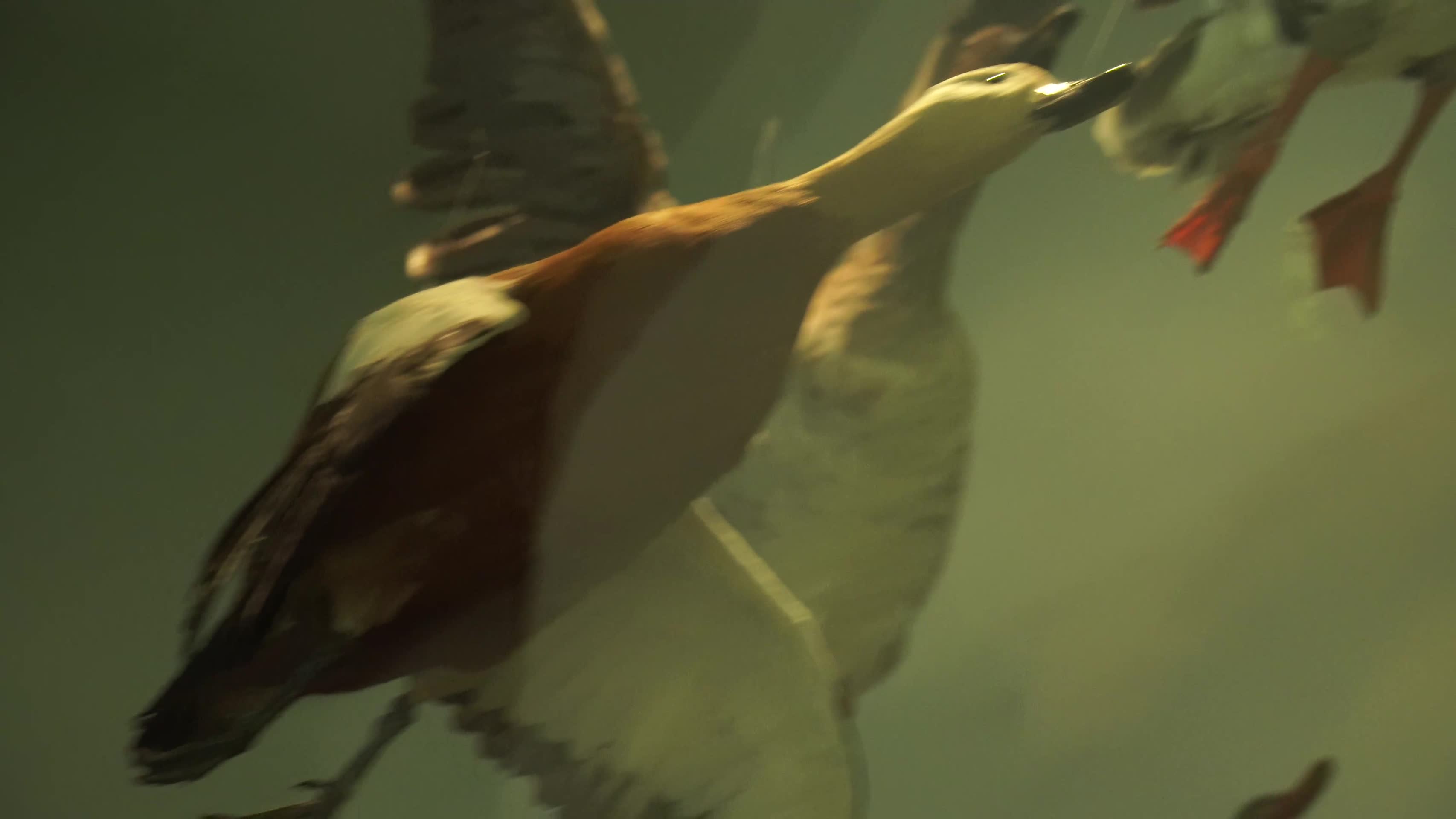 大雁野鸭大自然鸟类水禽标本视频的预览图