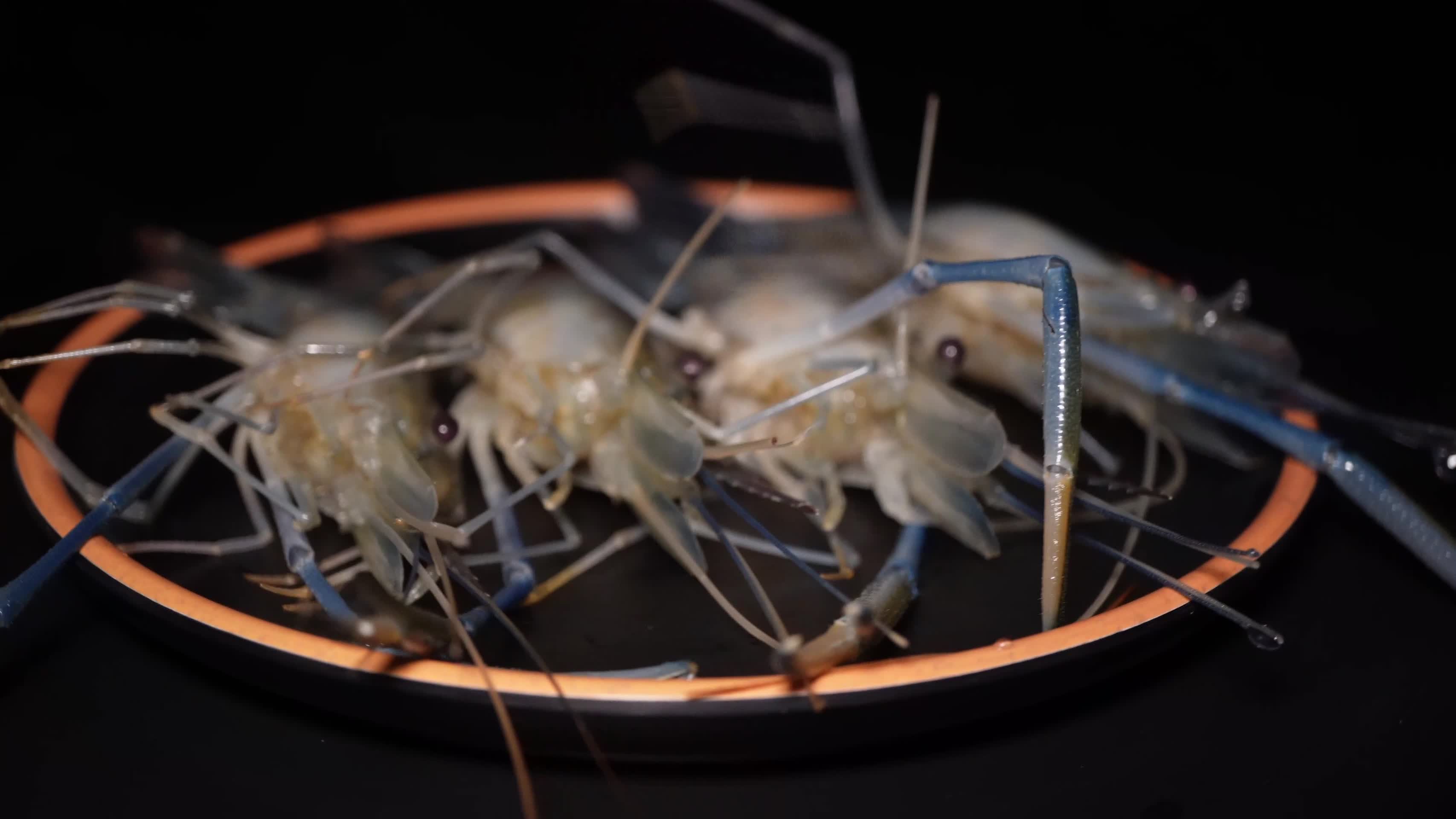 大头虾罗氏虾海鲜水产美食视频的预览图
